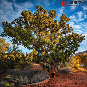 小仙儿骚麦在线
